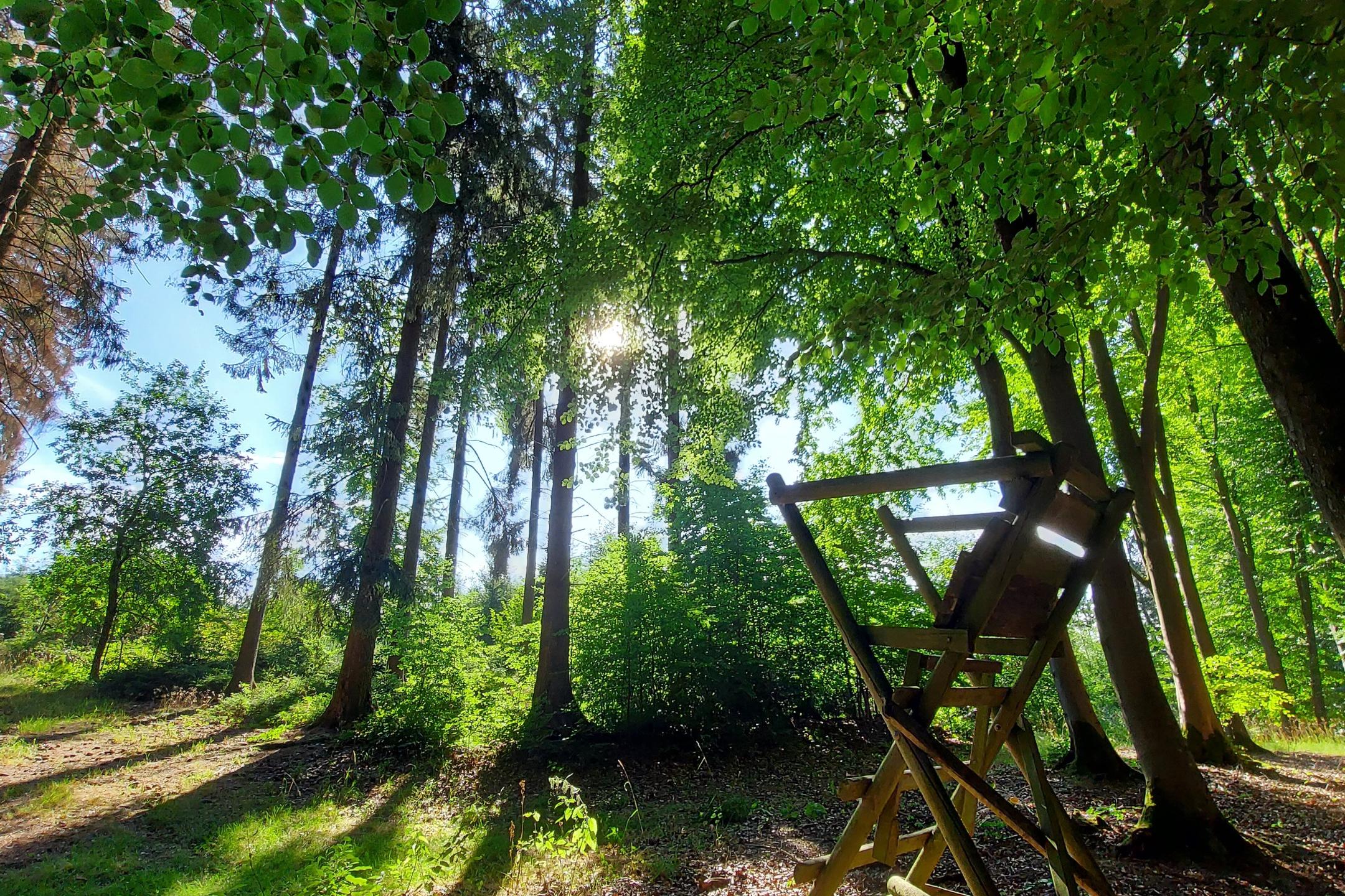 Jagdstuhl im Wald