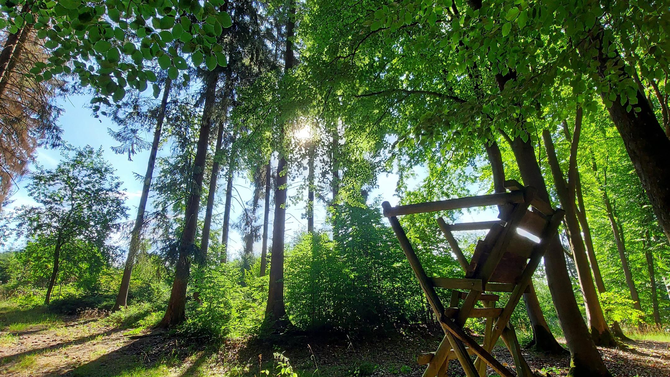Jagdstuhl im Wald